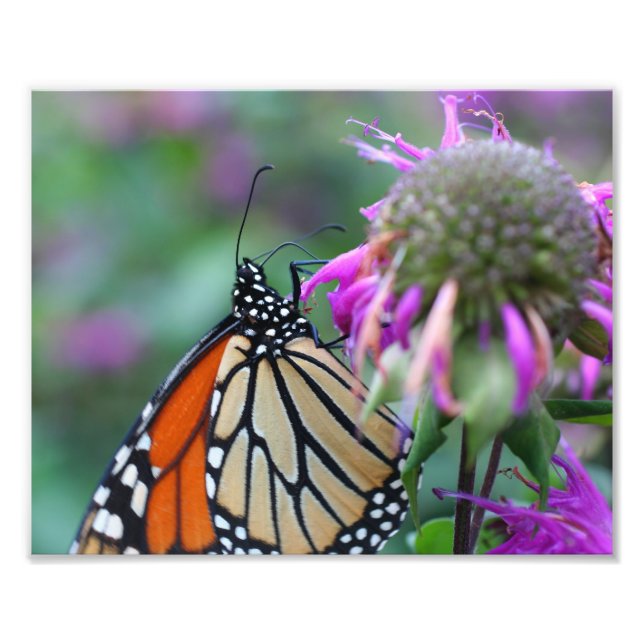 Monarch Butterfly auf Blume 10x8 Natur Fotodruck (Vorne)