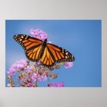 Monarch Butterfly auf Crape Myrtle