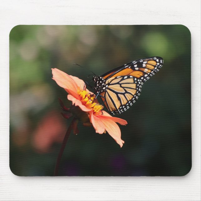 Monarch Butterfly auf Dahlia Mousepad (Vorne)