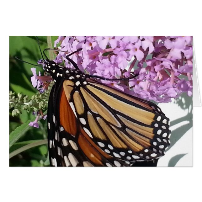 Monarch Butterfly auf dem Schmetterling Bush (Vorderseite (Horizontal))