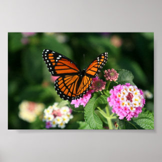 Monarch Butterfly auf der Blume Lantana Poster