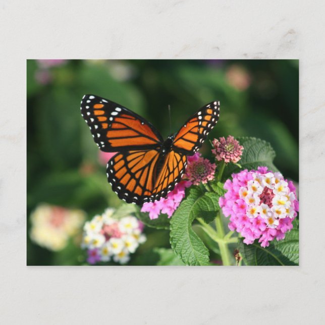 Monarch Butterfly auf der Blume Lantana Postkarte (Vorderseite)