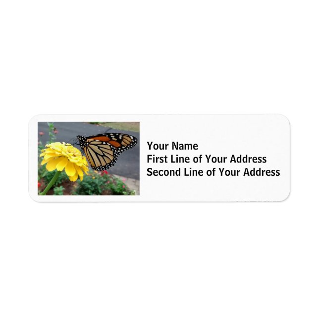 Monarch Butterfly auf der Gelben Zinnia (Vorne)