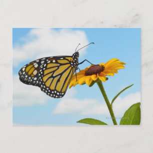 Monarch Butterfly auf der Mit Augen schwarzen Susa Postkarte