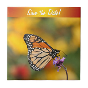 Monarch Butterfly auf der Suche nach Pollen Fliese