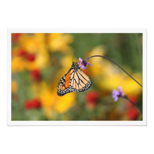 Monarch Butterfly auf der Suche nach Pollen Fotodruck