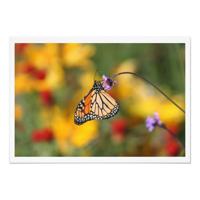 Monarch Butterfly auf der Suche nach Pollen Fotodruck (Vorne)
