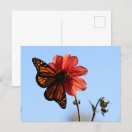 Monarch Butterfly auf einem Dahlia Blank Postkarte