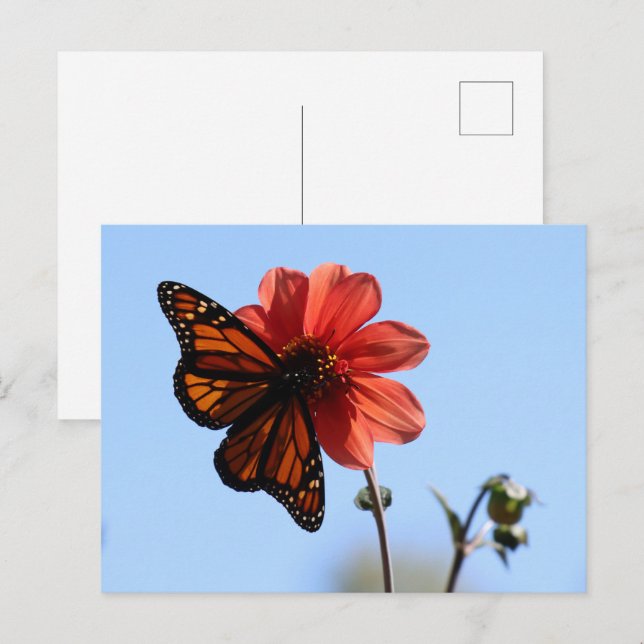 Monarch Butterfly auf einem Dahlia Blank Postkarte (Vorne/Hinten)