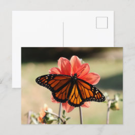 Monarch Butterfly auf einem Dahlia Blank Postkarte