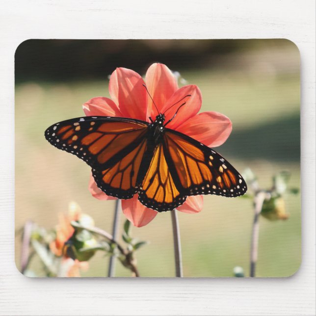Monarch Butterfly auf einem Dahlia Mousepad (Vorne)