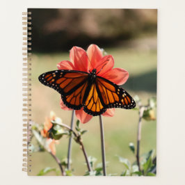 Monarch Butterfly auf einem Dahlia Planer