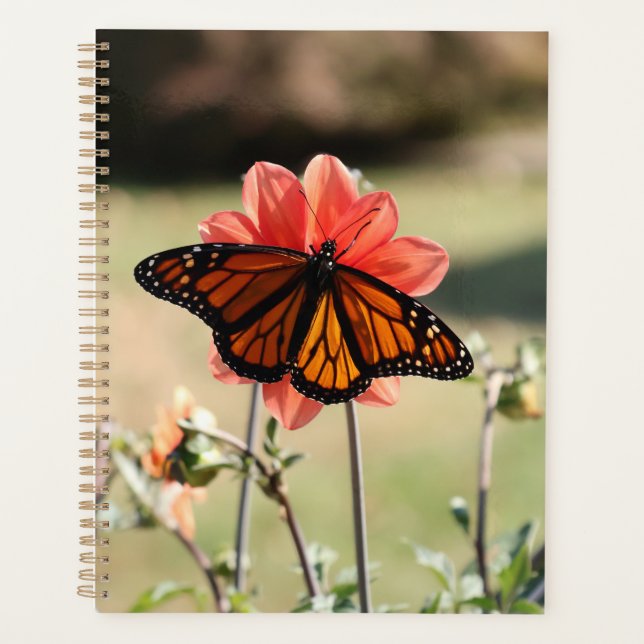 Monarch Butterfly auf einem Dahlia Planer (Vorderseite)