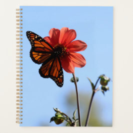 Monarch Butterfly auf einem Dahlia Planer