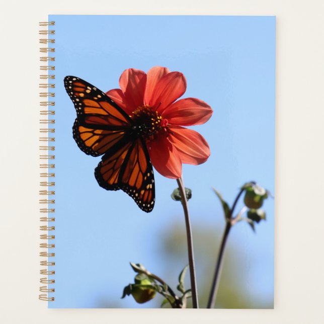Monarch Butterfly auf einem Dahlia Planer (Vorderseite)