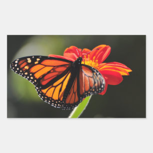 Monarch Butterfly auf einer mexikanischen Sonnenbl Rechteckiger Aufkleber