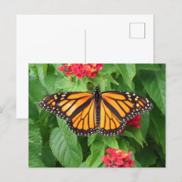 Monarch Butterfly auf Lantana Blank Postkarte