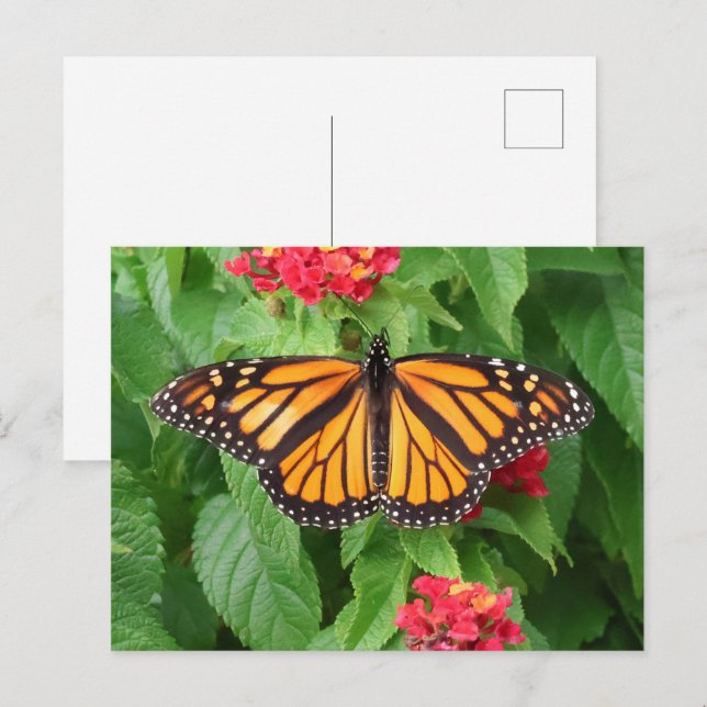 Monarch Butterfly auf Lantana Blank Postkarte (Vorne/Hinten)