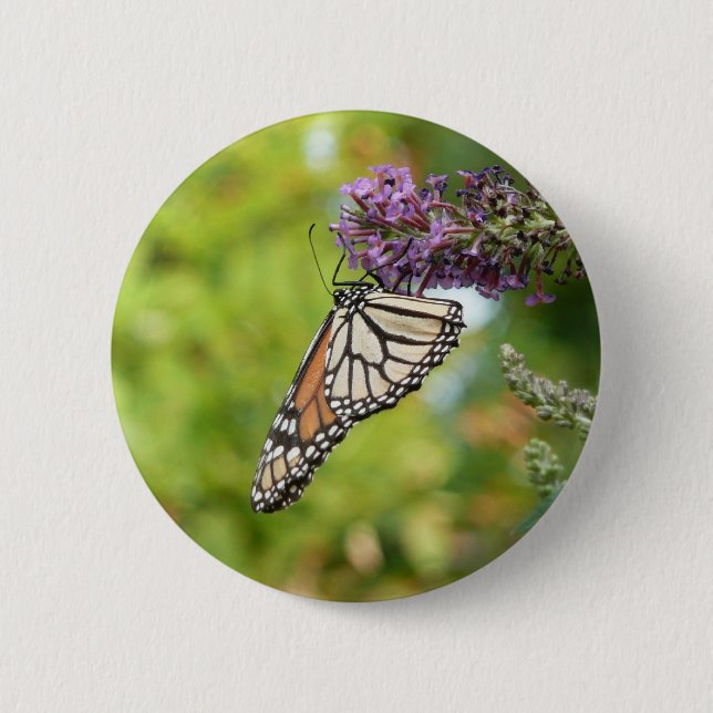 Monarch Butterfly auf Lila Schmetterling Bush Button (Vorderseite)
