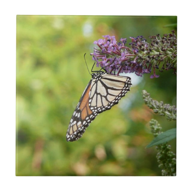 Monarch Butterfly auf Lila Schmetterling Bush Fliese (Vorderseite)