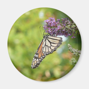 Monarch Butterfly auf Lila Schmetterling Bush Magnet