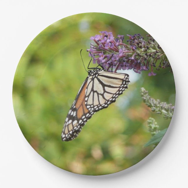 Monarch Butterfly auf Lila Schmetterling Bush Pappteller (Vorderseite)