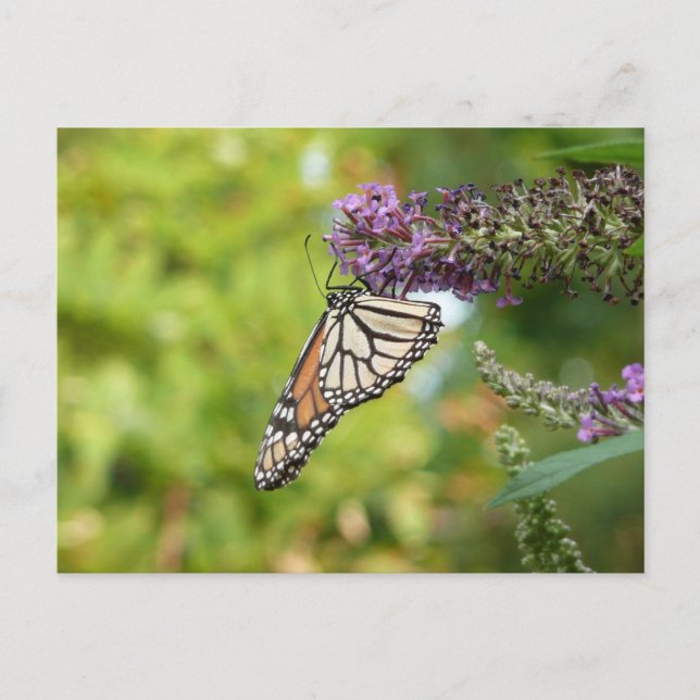 Monarch Butterfly auf Lila Schmetterling Bush Postkarte (Vorderseite)