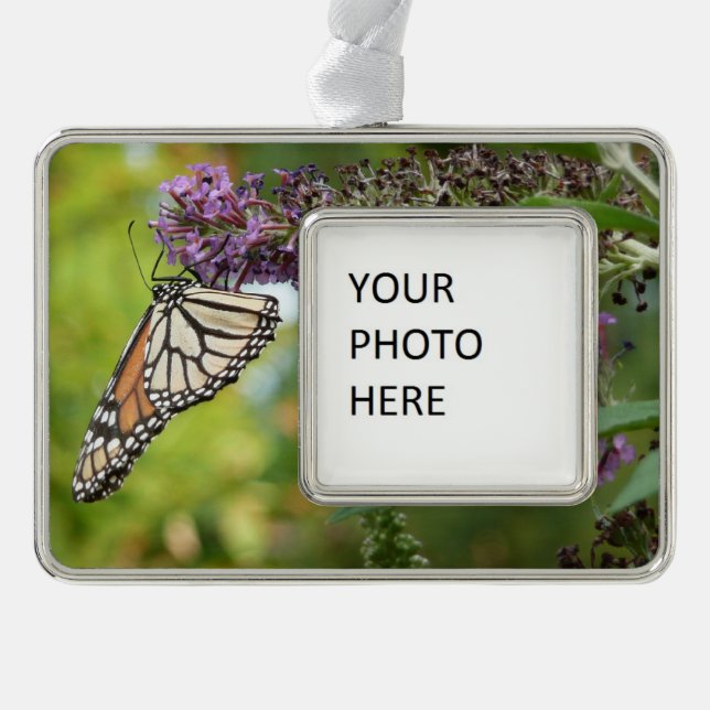 Monarch Butterfly auf Lila Schmetterling Bush Rahmen-Ornament Silber (Vorderseite)