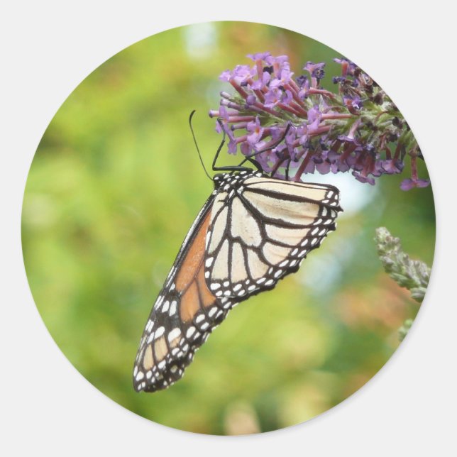 Monarch Butterfly auf Lila Schmetterling Bush Runder Aufkleber (Vorderseite)