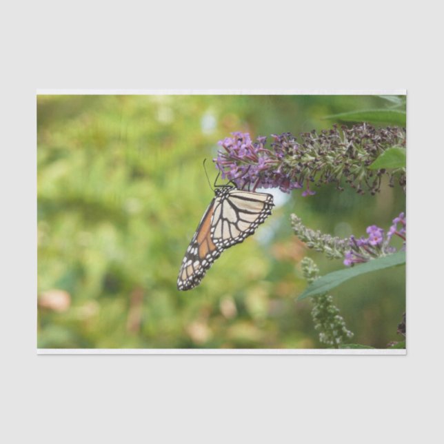 Monarch Butterfly auf Lila Schmetterling Bush Seidenpapier (Vorderseite)