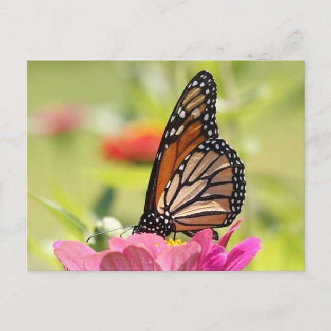 Monarch Butterfly auf rosa Blume Postkarte (Vorderseite)