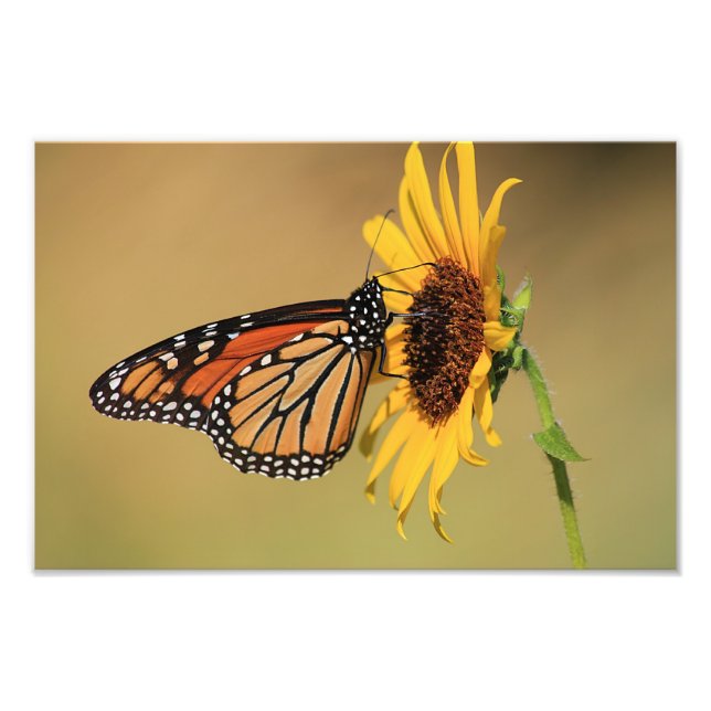 Monarch Butterfly auf Sonnenblume Fotodruck (Vorne)