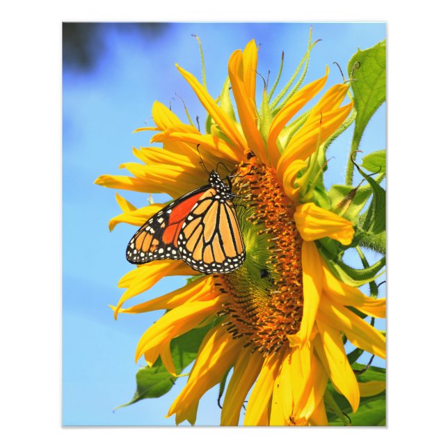 Monarch Butterfly auf Sonnenblume Fotodruck (Vorne)