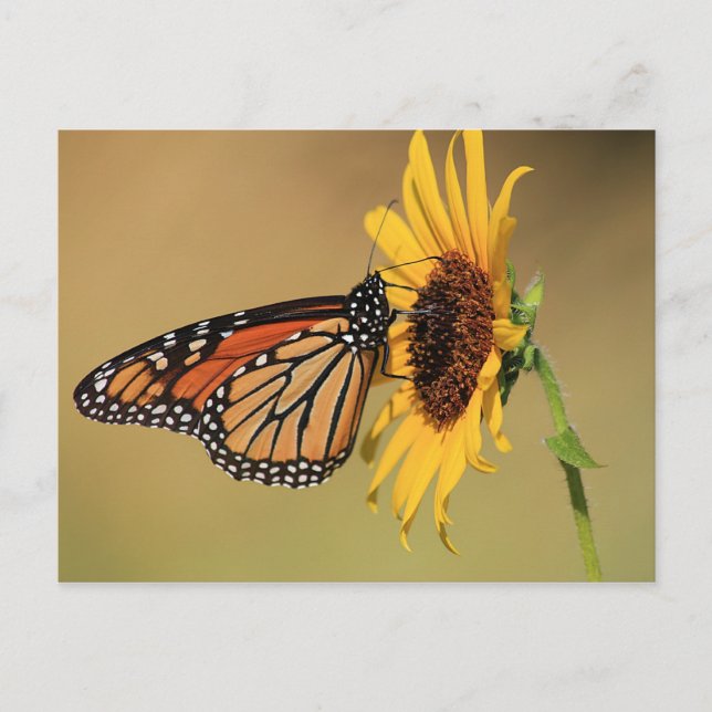 Monarch Butterfly auf Sonnenblume Postkarte (Vorderseite)