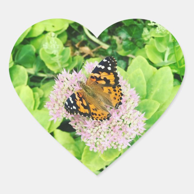 Monarch Butterfly auf Stonecrop Blume Herz-Aufkleber (Vorderseite)