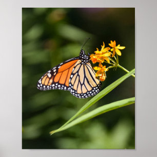 Monarch Butterfly auf tropischen Milkweed-Blume Poster