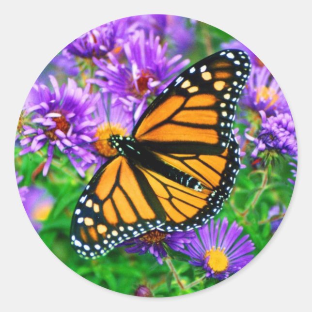 Monarch Butterfly-Aufkleber Runder Aufkleber (Vorderseite)