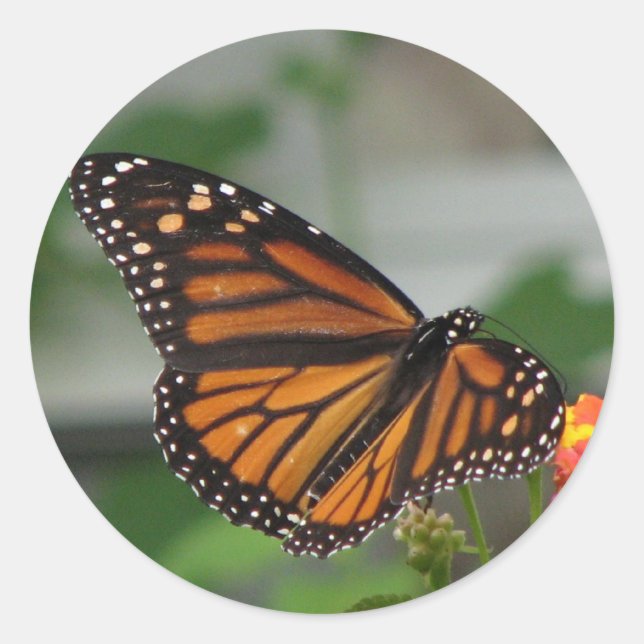 Monarch Butterfly-Aufkleber Runder Aufkleber (Vorderseite)