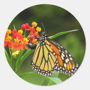 Monarch Butterfly-Aufkleber Runder Aufkleber