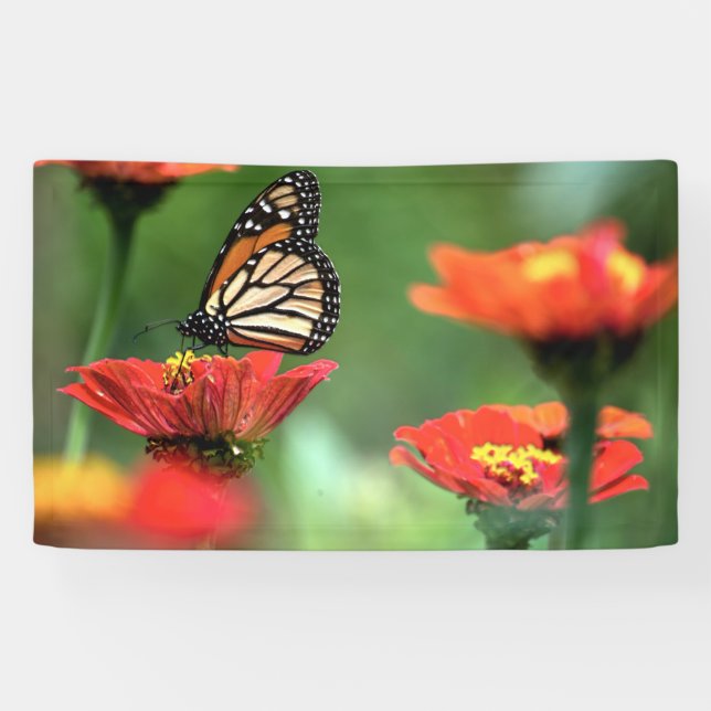 Monarch Butterfly-Bestäubung Banner (Horizontal)