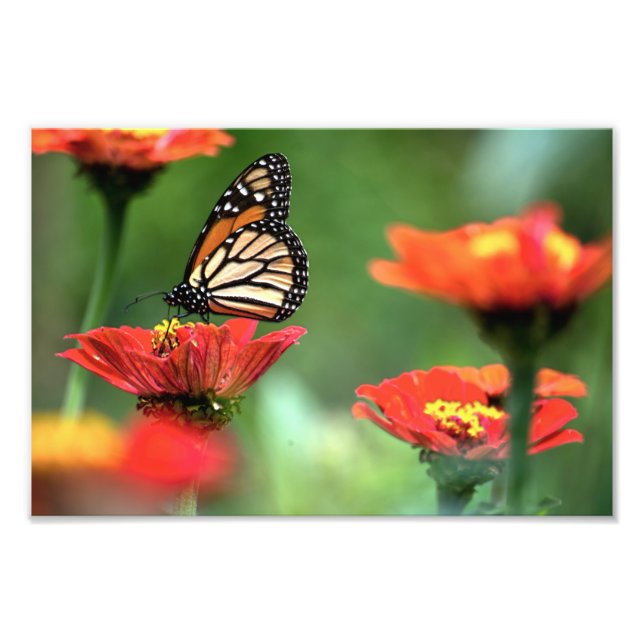 Monarch Butterfly-Bestäubung Fotodruck (Vorne)