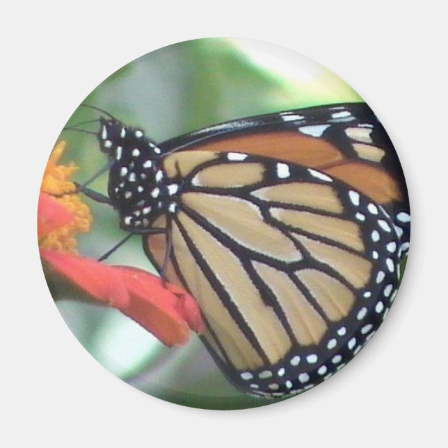 Monarch Butterfly-Bild Magnet (Vorne)