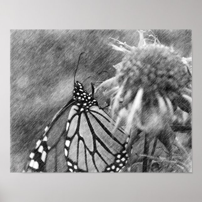 Monarch Butterfly Black Pencil Art Poster (Vorne)