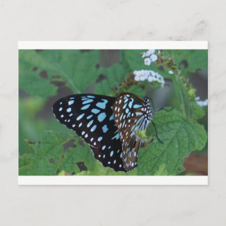 MONARCH BUTTERFLY BLAU RURAL QUEENSLAND AUSTRALIEN POSTKARTE