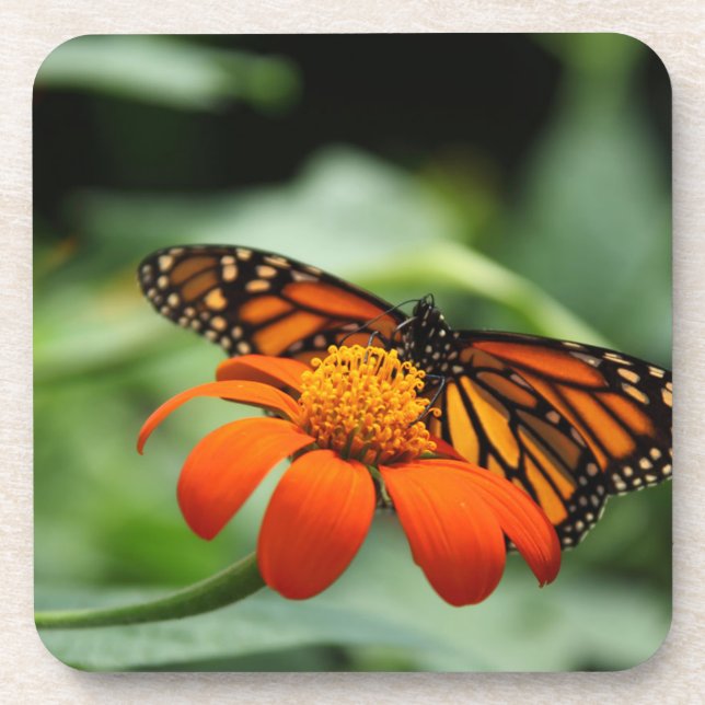 Monarch Butterfly Cork Untersetzer (Vorderseite)