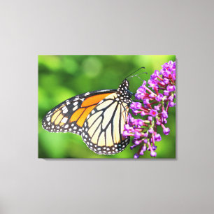 Monarch Butterfly - Danaus plexippus - Weibliche Leinwanddruck