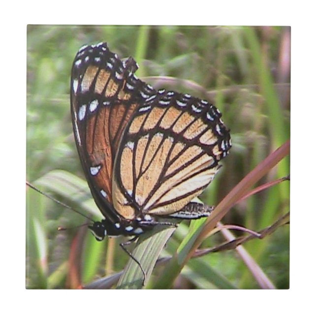 Monarch Butterfly Decorative Tile Fliese (Vorderseite)