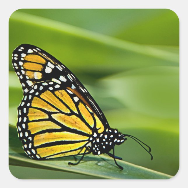 Monarch Butterfly Designkleber Quadratischer Aufkleber (Vorderseite)