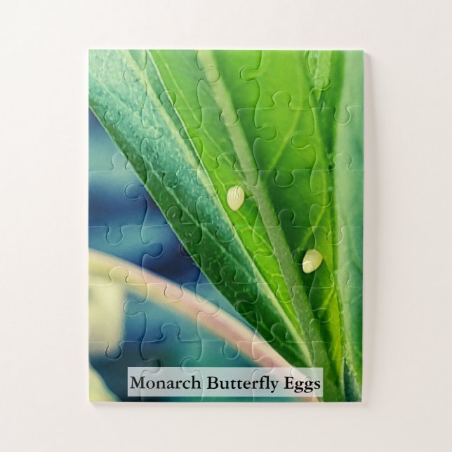 Monarch Butterfly Eggs 30Pcs (Vertikal)