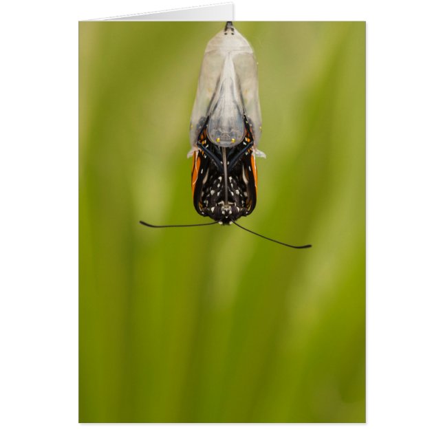 Monarch Butterfly entstand aus Kokokarte (Vorne)